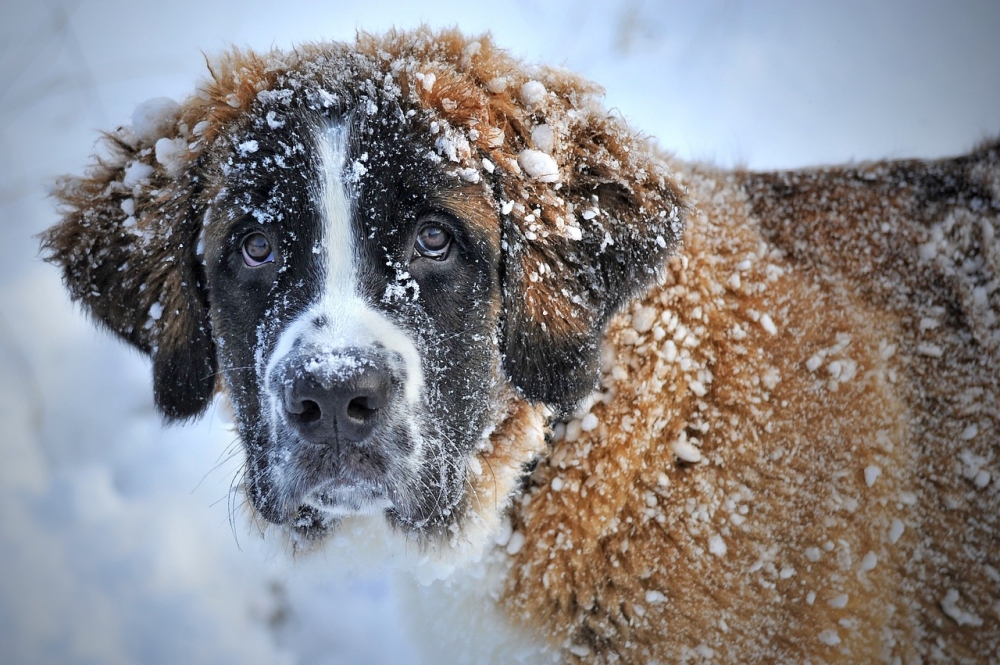 Co ohrouje psa v zim?
