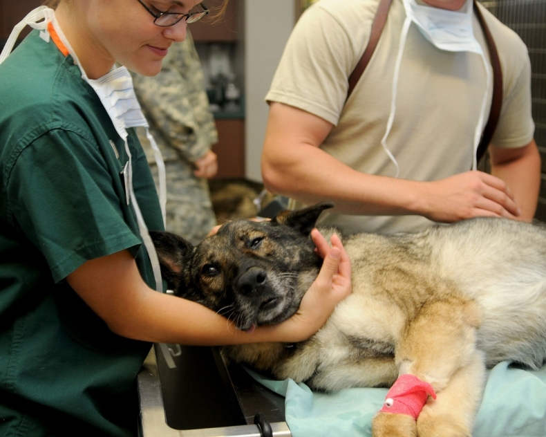pes dostal upal a je v peci veterinare